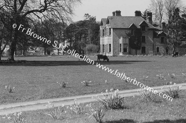 VIEWS OF HOUSE IN SPRINGTIME DAFFODILS